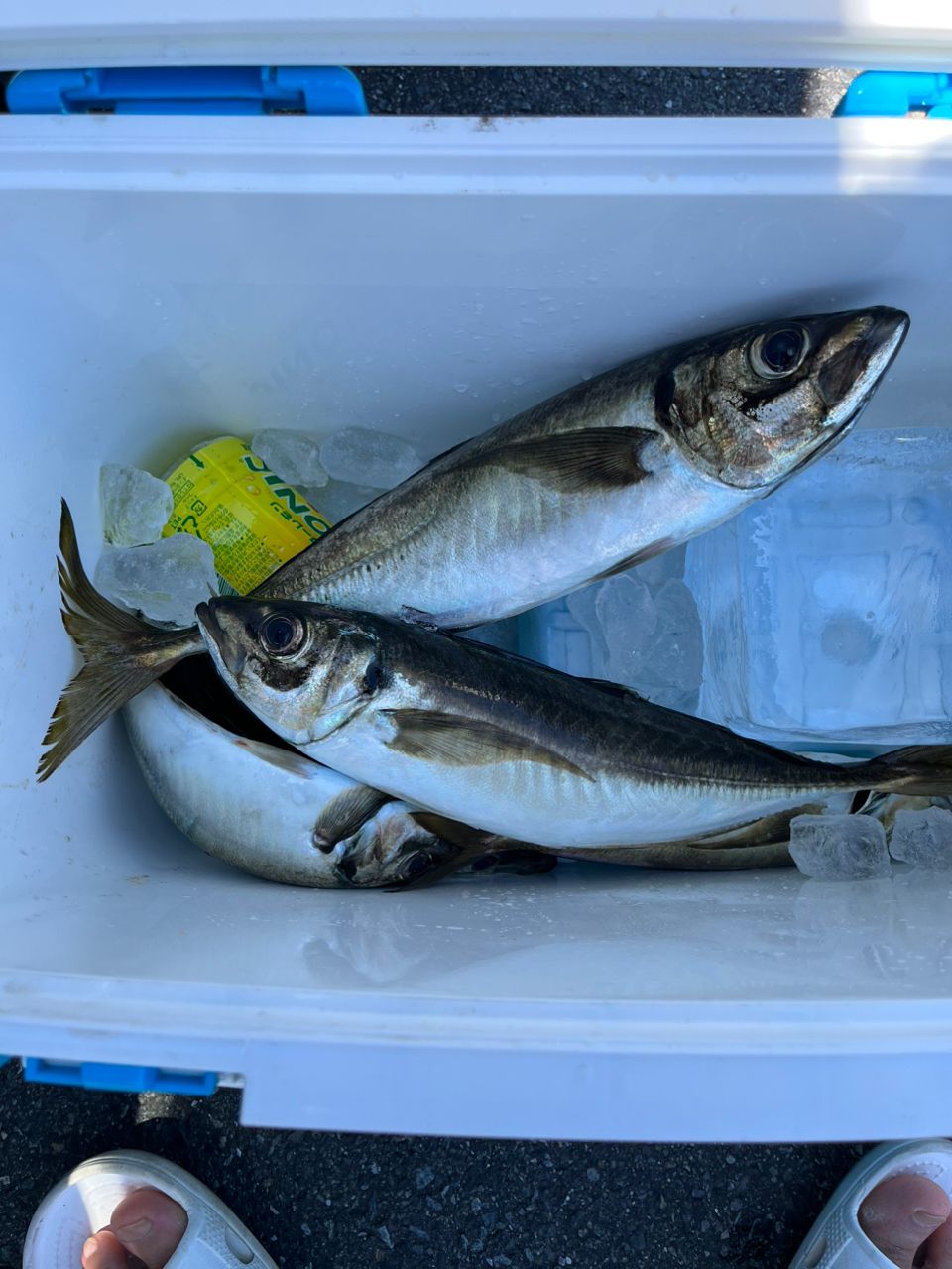 神奈川　そらさんの釣果 2枚目の画像