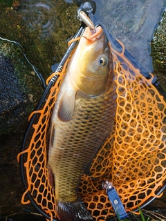 コイの釣果