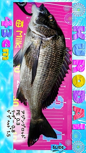 クロダイの釣果