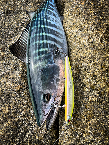 ハガツオの釣果