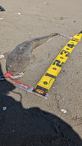 マゴチの釣果