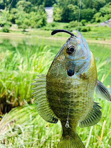 ブルーギルの釣果