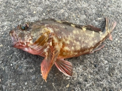 カサゴの釣果