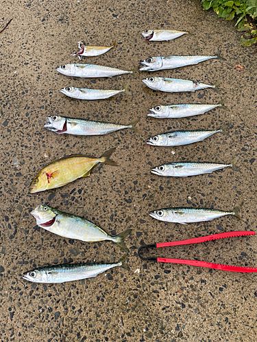 カンパチの釣果