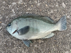 クチブトグレの釣果