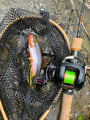 カワムツの釣果