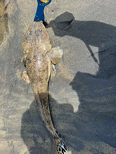 マゴチの釣果