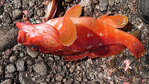 アカハタの釣果