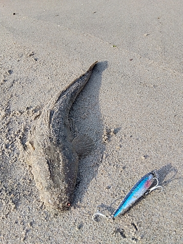 マゴチの釣果