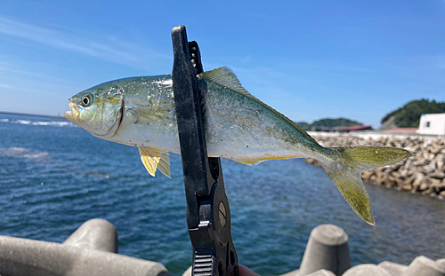 ショゴの釣果