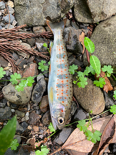 アマゴの釣果