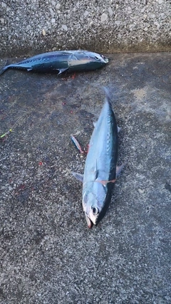 ソウダガツオの釣果