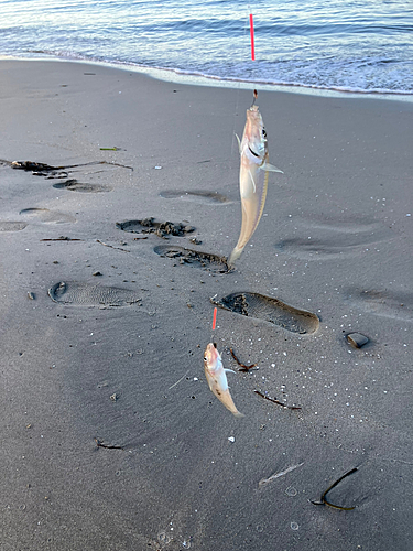 キスの釣果