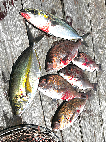 ツバスの釣果