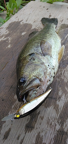 ブラックバスの釣果