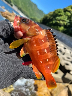 アカハタの釣果