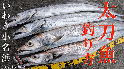 タチウオの釣果