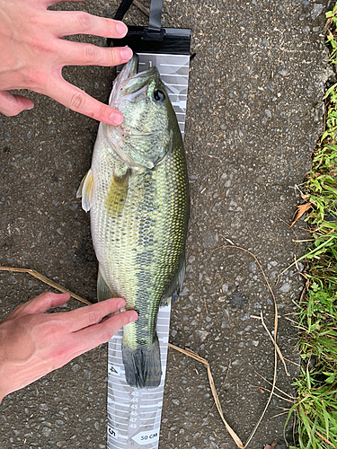 ブラックバスの釣果