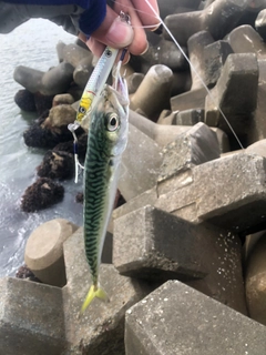 サバの釣果