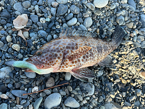 オオモンハタの釣果