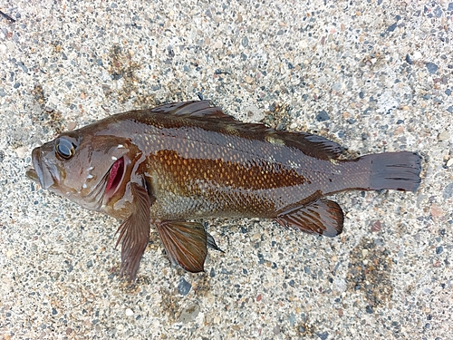 メバルの釣果