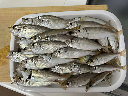 アジの釣果