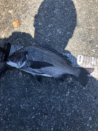 クロダイの釣果