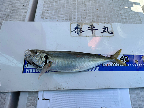 アジの釣果