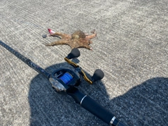 タコの釣果