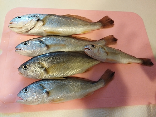 イシモチの釣果