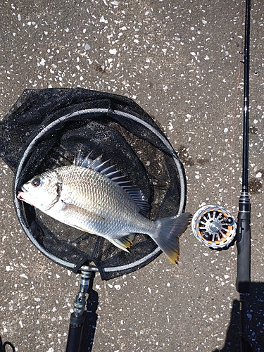 キビレの釣果