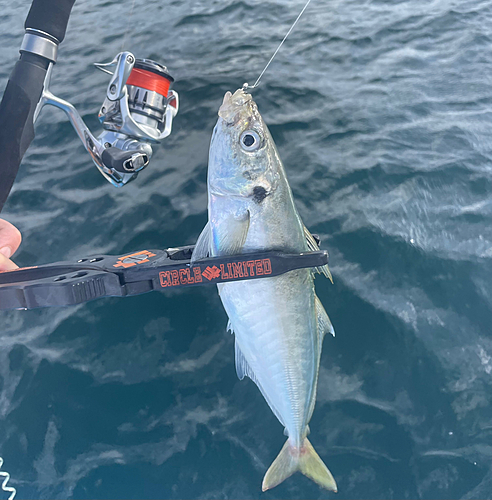 マルアジの釣果