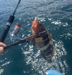 アオハタの釣果