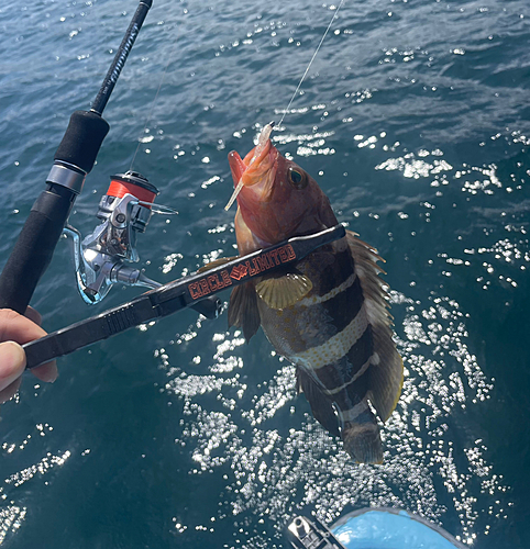 アオハタの釣果