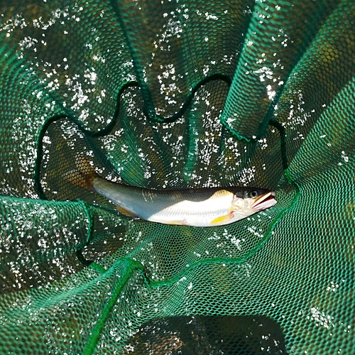 アユの釣果