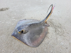 エイの釣果