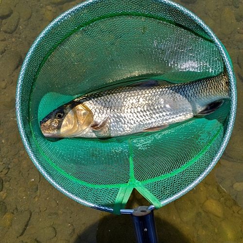 ニゴイの釣果