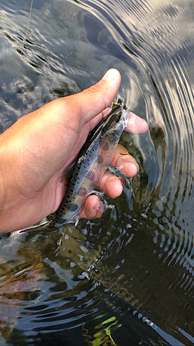 アマゴの釣果