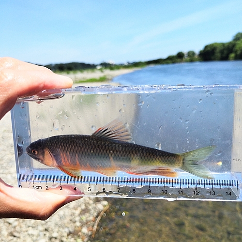 オイカワの釣果