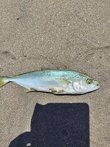 ワカシの釣果