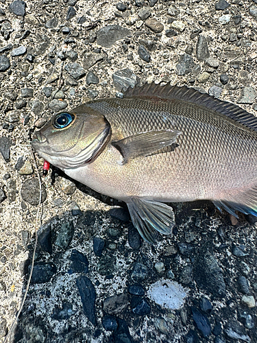 メジナの釣果