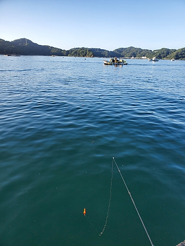 カマスの釣果