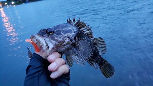 タケノコメバルの釣果