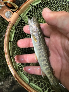 イワナの釣果