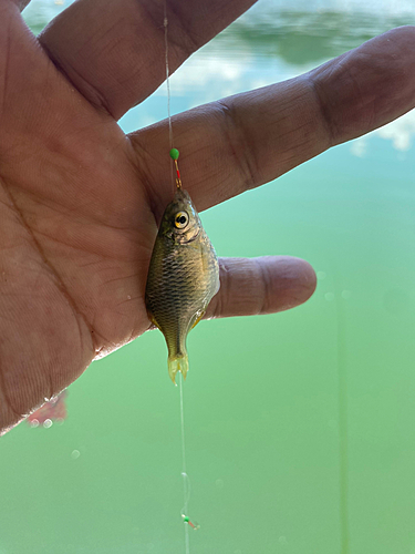 オイカワの釣果