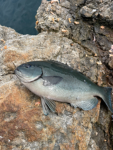 オナガグレの釣果