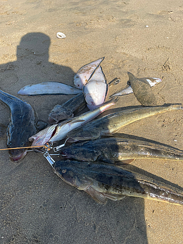 マゴチの釣果