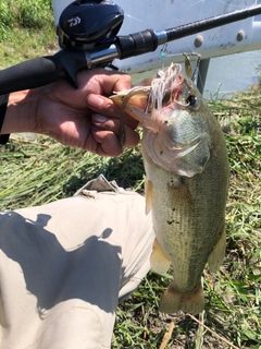 ブラックバスの釣果