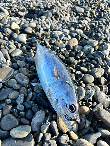 ソウダガツオの釣果