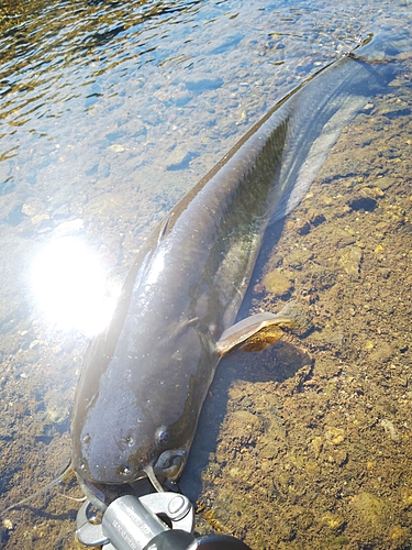 マナマズの釣果